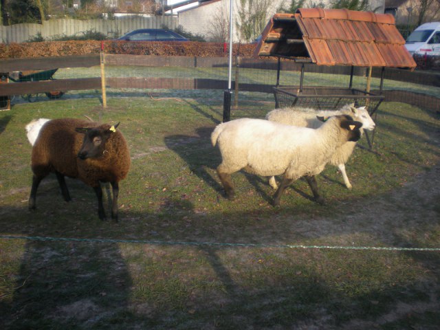 Kerst08-010